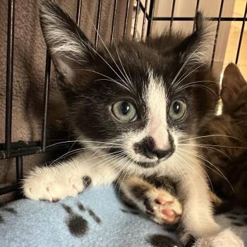 Riemann -  Domestic Short Hair Cat for Adoption in Los Angeles, California - Riemann | PetCurious