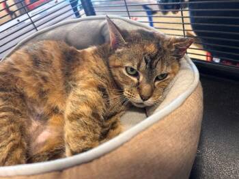 Domestic Short Hair Cats Available for Adoption - Mama Darby | PetCurious