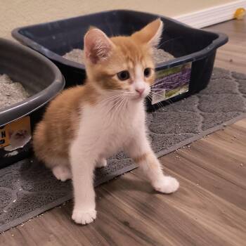 Teddy -  Domestic Short Hair Cat for Adoption in Prescott, Arizona - Teddy | PetCurious