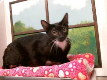 A2082499 -  Domestic Short Hair Cat for Adoption in Houston, Texas - A2082499 | PetCurious