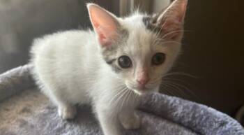 Rescue Domestic Short Hair Cats for Adoption in Houston, Texas - Mochi | PetCurious