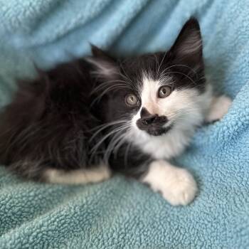 Rescue Domestic Medium Hair Cats for Adoption in Sonora, California - Zuzu | PetCurious