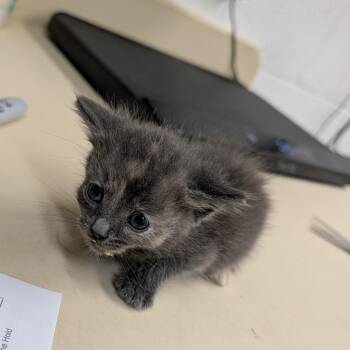 Ava -  Domestic Short Hair Cat for Adoption in Ardmore, Oklahoma - Ava | PetCurious