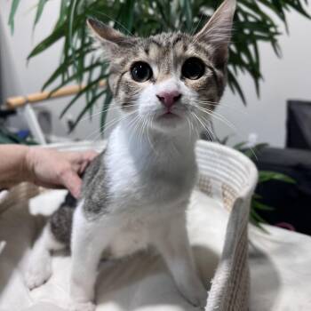 Domestic Short Hair and Siamese Cats Available for Adoption - OB | PetCurious