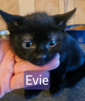 Evie -  Domestic Medium Hair Cat for Adoption in Kennewick, Washington - Evie | PetCurious