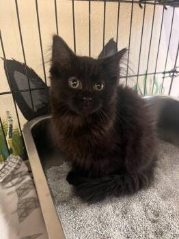 Gwen Piper -  Domestic Medium Hair Cat for Adoption in Webster, Wisconsin - Gwen Piper | PetCurious