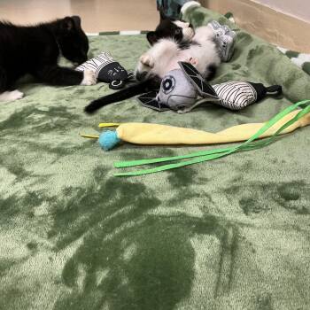 Domestic Short Hair Cats Available for Adoption in Thomson, Georgia - Salt | PetCurious