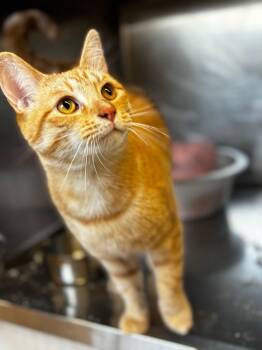 Shaggy -  Domestic Short Hair Cat for Adoption in Lima, Ohio - Shaggy | PetCurious