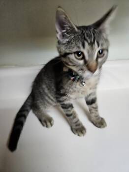 Zoe -  Domestic Short Hair Cat for Adoption in Dyersburg, Tennessee - Zoe | PetCurious