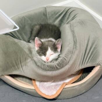 Hubbard aka Birdie Hall -  Domestic Short Hair Cat for Adoption in Eagle Mountain, Utah - Hubbard Aka Birdie Hall | PetCurious