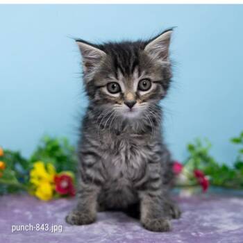 Punch -  Domestic Short Hair Cat for Adoption in Durham, North Carolina - Punch | PetCurious