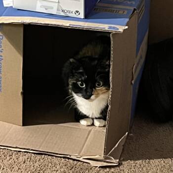 Stella -  Domestic Medium Hair Cat for Adoption in Columbus, Georgia - Stella | PetCurious