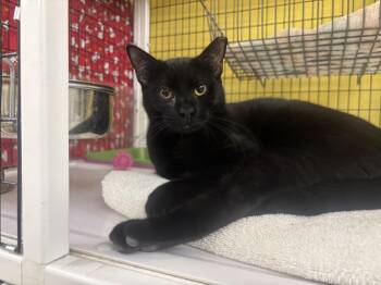 Rescue Domestic Short Hair Cats for Adoption in Lyndhurst, New Jersey - Stanely | PetCurious