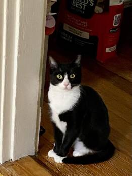 Rescue American Shorthair Cats for Adoption in Medford, Massachusetts - Ruby | PetCurious