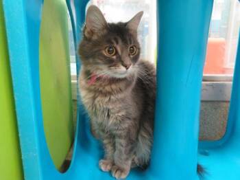 Domestic Medium Hair Cats Available for Adoption - MONKEY | PetCurious