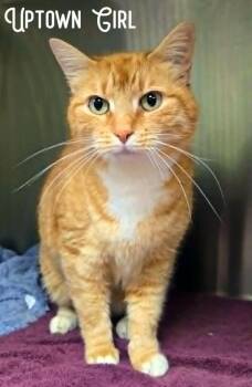 Domestic Short Hair Cats Available for Adoption in Blountville, Tennessee - Uptown Girl | PetCurious