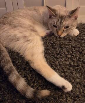Pretty Girl -  Siamese Cat for Adoption in Palo Alto, California - Pretty Girl | PetCurious