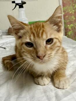 Sylar -  Domestic Short Hair Cat for Adoption in San Antonio, Texas - Sylar | PetCurious