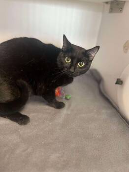 Domestic Long Hair Cats Available for Adoption - Omen | PetCurious