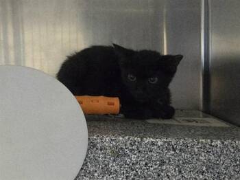 A1051989 -  Domestic Short Hair Cat for Adoption in Martinez, California - A1051989 | PetCurious