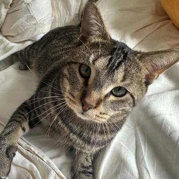 Cornelius 0822 -  Domestic Short Hair Cat for Adoption - Cornelius 0822 | PetCurious