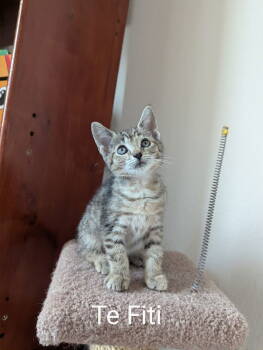 Rescue Domestic Short Hair Cats for Adoption in Apopka, Florida - Te Fiti 4.5.25 | PetCurious