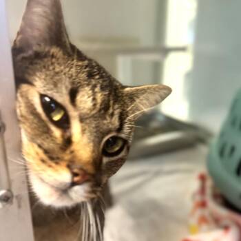 Maxine -  Domestic Short Hair Cat for Adoption in Wheeling, Illinois - Maxine | PetCurious