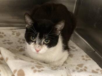 Domestic Short Hair Cats Available for Adoption in Tustin, California - SHANNON | PetCurious