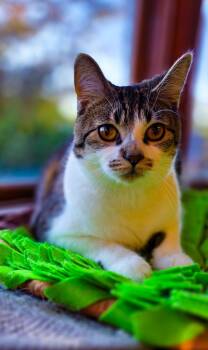 Rescue Domestic Medium Hair Cats for Adoption in Sterling Heights, Michigan - Kabocha | PetCurious