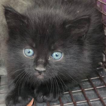 10/11/2026-Stray-WaverlyAvenue -  Domestic Short Hair Cat for Adoption in Columbus, Georgia - 10/11/2026-Stray-WaverlyAvenue | PetCurious