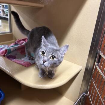 Toes -  Domestic Short Hair Cat for Adoption in Hemet, California - Toes | PetCurious