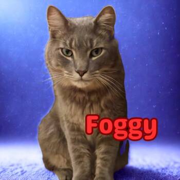 Rescue Domestic Medium Hair Cats for Adoption in Laurel, Maryland - Foggy-Your Chatty, Charming Shadow Buddy | PetCurious