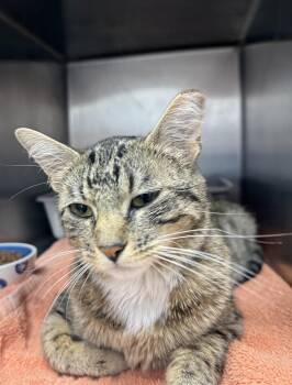 Domestic Short Hair and Tabby Cats Available for Adoption in Chandler, Arizona - Tabitha Stephens | PetCurious