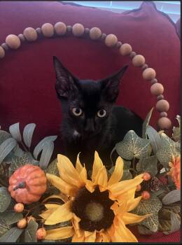 Rescue Domestic Short Hair Cats for Adoption in Houston, Texas - Leo | PetCurious