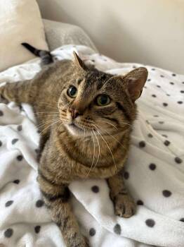 Rescue Domestic Short Hair Cats for Adoption in Winnipeg, Manitoba - Milwaukee | PetCurious