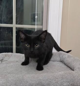 Rescue Domestic Short Hair Cats for Adoption in Fayetteville, Tennessee - Rocky | PetCurious