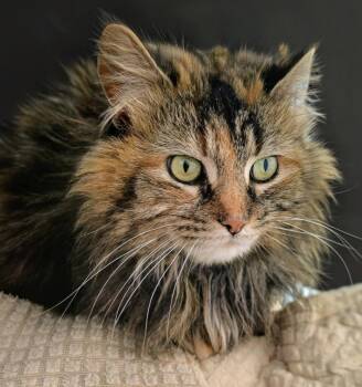 Torbie and Domestic Long Hair Cats Available for Adoption in Hamilton, Ontario - Wanita | PetCurious