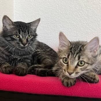 DJ Catnip -  Domestic Short Hair Cat for Adoption in Las Vegas, Nevada - DJ Catnip | PetCurious