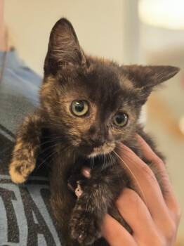 Paloma -  Tortoiseshell Cat for Adoption in Viroqua, Wisconsin - Paloma | PetCurious
