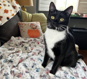 Rescue Domestic Short Hair Cats for Adoption in Mission Viejo, California - Siri | PetCurious