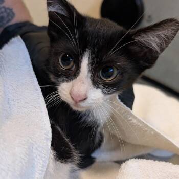 Cosmo -  Domestic Short Hair Cat for Adoption in Pasadena, California - Cosmo | PetCurious