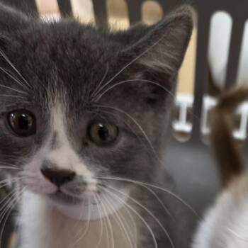 Andrew -  Domestic Short Hair Cat for Adoption in Leander, Texas - Andrew | PetCurious