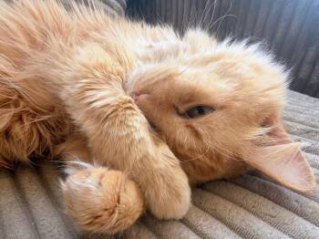 Ashton -  Domestic Medium Hair Cat for Adoption in Reston, Virginia - Ashton | PetCurious