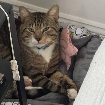 Benny -  Domestic Short Hair Cat for Adoption in Weehawken Township, New Jersey - Benny | PetCurious