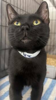 Sky -  Domestic Short Hair Cat for Adoption in Westfield, Massachusetts - Sky | PetCurious