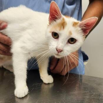 Sangria -  Domestic Short Hair Cat for Adoption in Oneonta, New York - Sangria | PetCurious