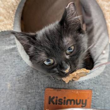 Shy Babies Need Foster to Adopt Homes -  Domestic Short Hair Cat for Adoption in Hanson, Massachusetts - Shy Babies Need Foster To Adopt Homes | PetCurious