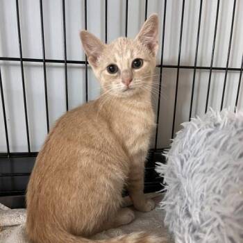 Kayda -  Domestic Short Hair Cat for Adoption in Georgetown, Kentucky - Kayda | PetCurious