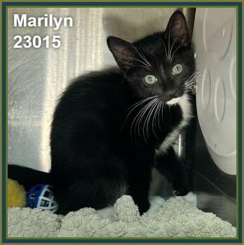 MARILYN (see littermates) -  Domestic Short Hair Cat for Adoption in Marietta, Georgia - MARILYN (see Littermates) | PetCurious