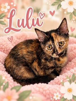 Lulu -  Tortoiseshell Cat for Adoption in Midlothian, Texas - Lulu | PetCurious
